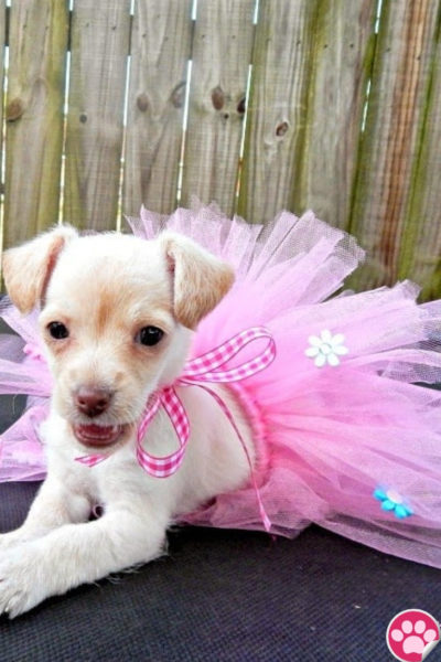 DIY DOGGIE TUTU