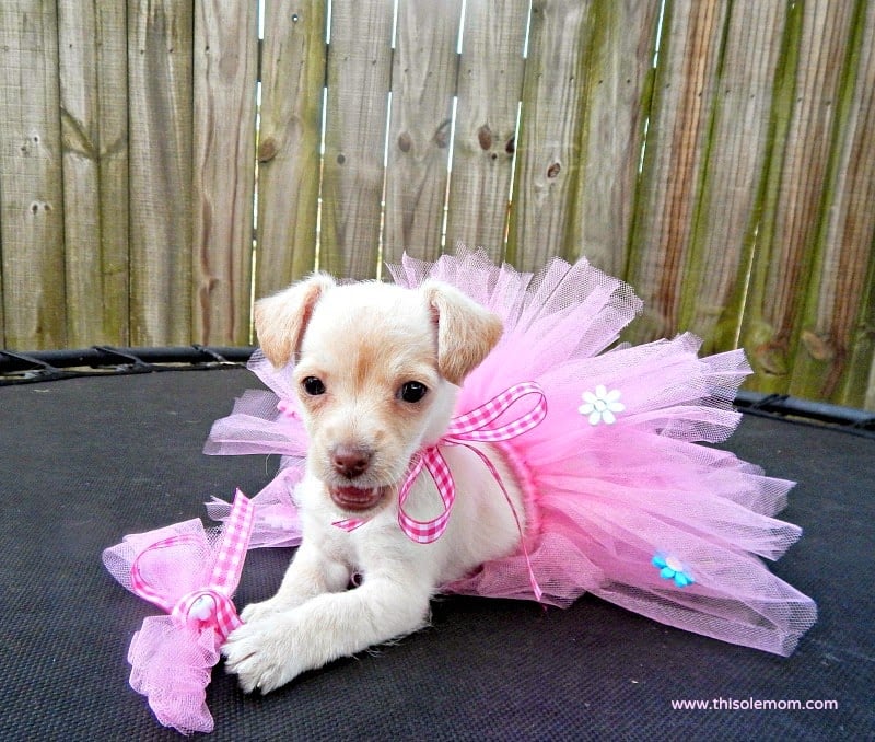 DIY Doggie Tutu Tutorial with Bow