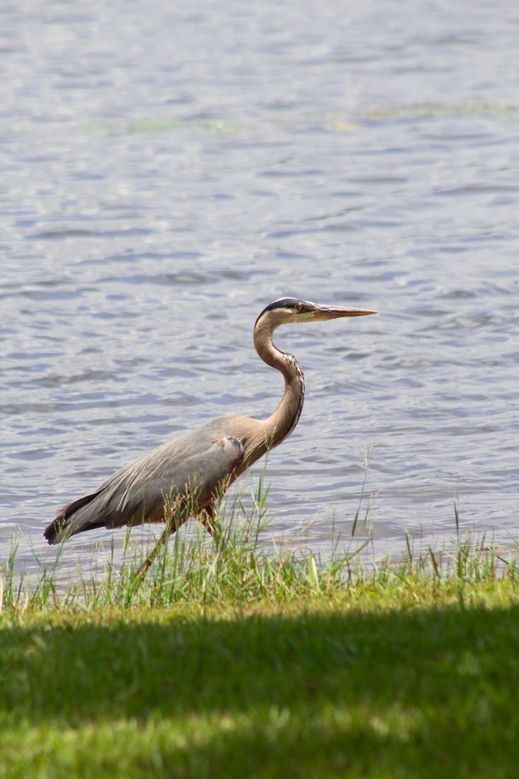 Blue Heron 