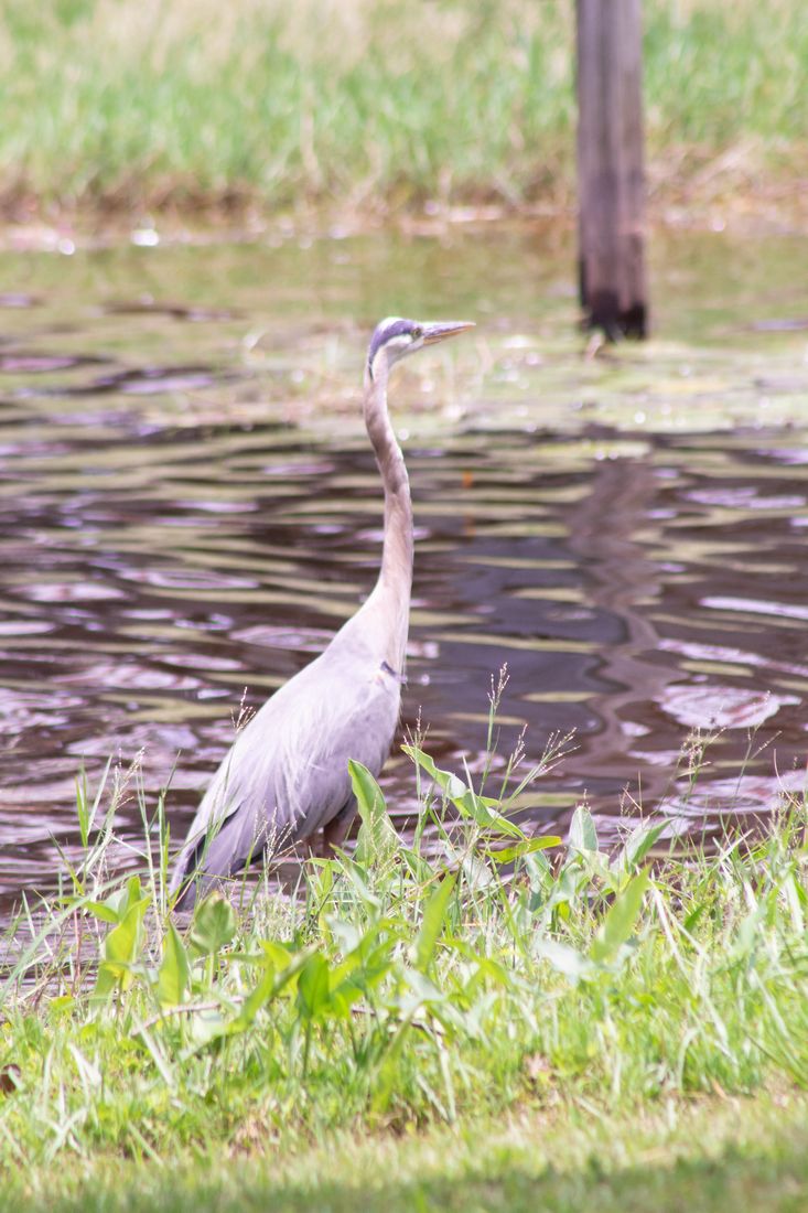 Family Fun at Little Black Creek Campground and Park Blue Heron 