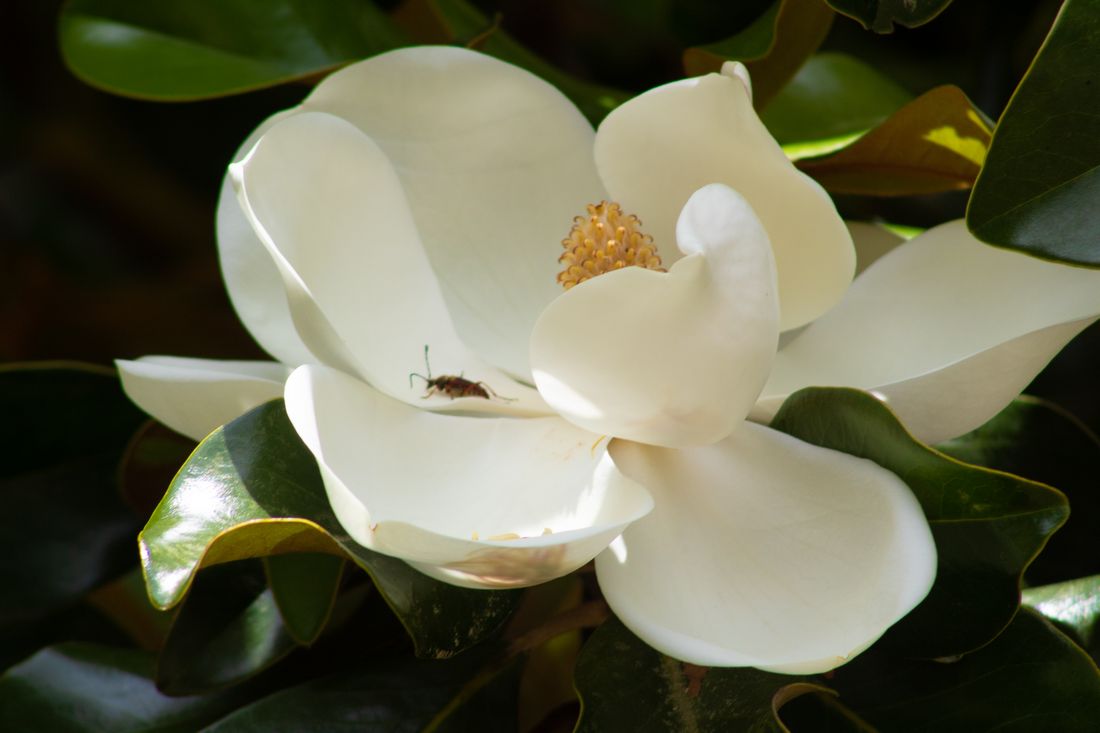 Magnolia with Bug 