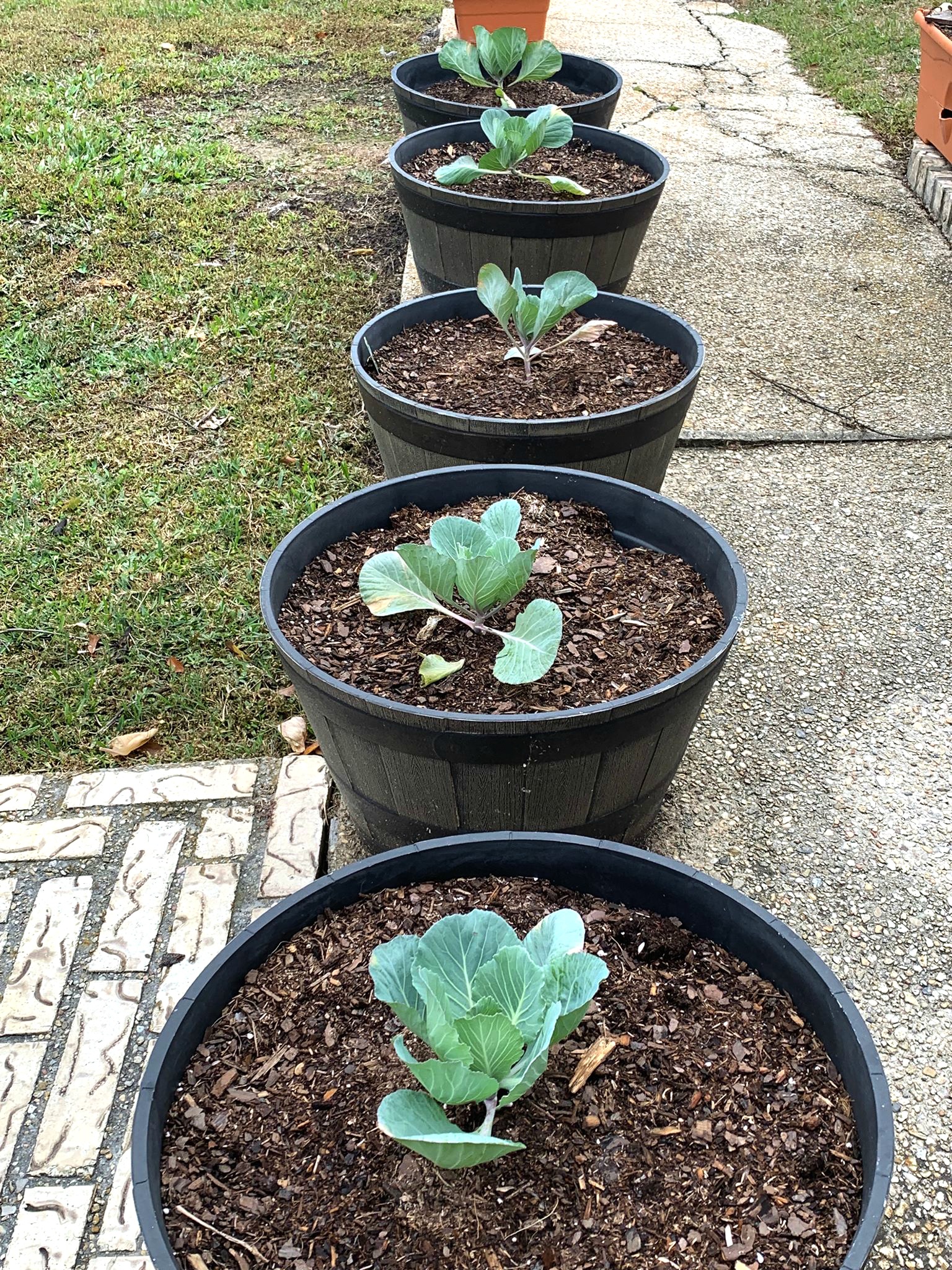 Vegetable Container Gardening