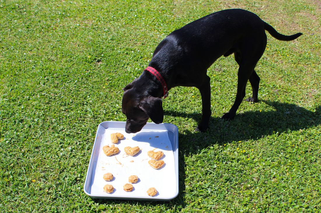 Banana Biscuit Dog Treats