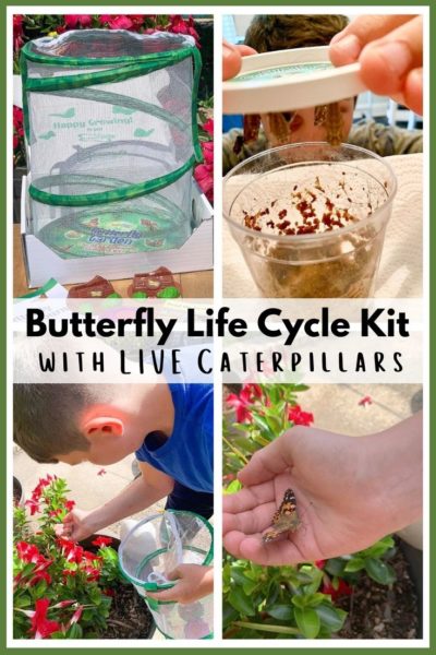 Butterfly Life Cycle Kit - This Ole Mom
