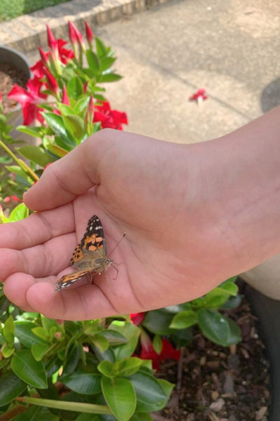 Butterfly Life Cycle Kit