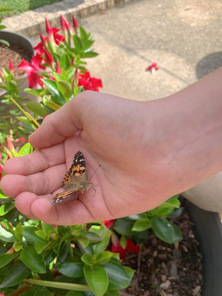 Butterfly Life Cycle Kit (image of butterfly on hand)