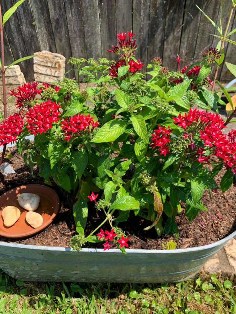 Butterfly Life Cycle Kit image of butterfly garden.