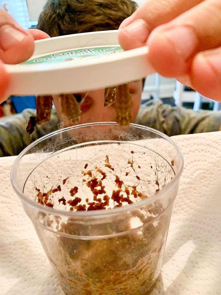 Butterfly Life Cycle Kit (chrysalides hanging from the lid with the webbing).