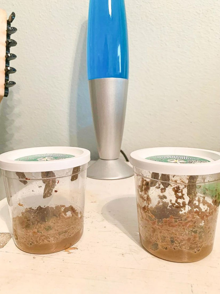 Chrysalides hanging from the lid in a cup.