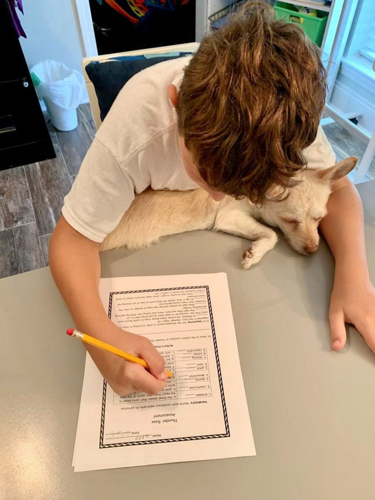 Best Homeschool Curriculum Choices